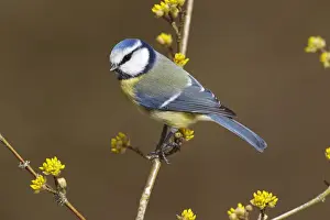 Nordrhein Westfalen Prints: Blue Tit -Parus caeruleus syn Cyanistes caeruleus- perched on a twig