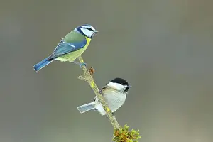 Prints of 2, adult animal, adult animals, adult bird, adult birds, animals, aves, bird photography, birds, blue tit, blue tits, bough, branch, branches, covered with moss, cyanistes caeruleus, deserted Friedhelm Adam Nature Photography Prints: Blue Tit (Parus caeruleus), Willow Tit (Parus montanus)