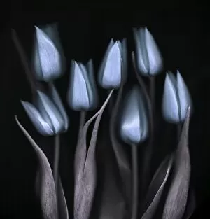 Images Dated 26th November 2009: Blue Tulips