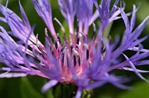Blue-violet flower of the Perennial Cornflower or Montane Knapweed -Centaurea montana L.-