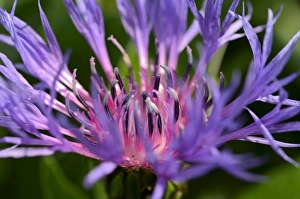 Images Dated 30th April 2012: Blue-violet flower of the Perennial Cornflower or Montane Knapweed -Centaurea montana L.-