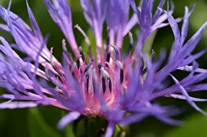 Blue-violet flower of the Perennial Cornflower or Montane Knapweed -Centaurea montana L. -