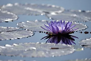 Nymphaea Gallery: Blue water lily or Australian water lily -Nymphaea gigantea- next to giant water lilies -Victoria cruziana