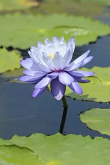 Nymphaea Gallery: Blue water lily (Nymphaea gigantea)