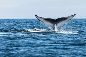 Blue whale (Balaenoptera musculus) tail fluke