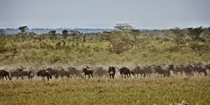 Wildebeest Prints: Blue Wildebeest, Connochaetes taurinus