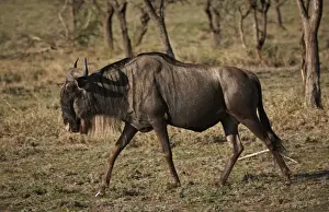 Wildebeest Prints: Blue Wildebeest, Connochaetes taurinus