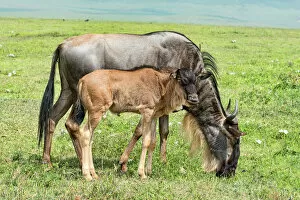 Bovidae Gallery: Blue Wildebeest -Connochaetes taurinus-, cow with calf, Ngorongoro Crater, Tanzania