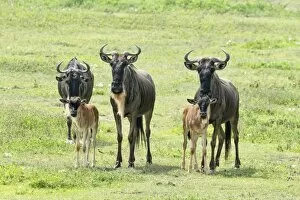 Images Dated 18th February 2014: Blue Wildebeest -Connochaetes taurinus-, cows with calves, Ngorongoro Crater, Tanzania