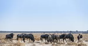 Images Dated 25th August 2012: Blue Wildebeest -Connochaetes taurinus-, herd in dry grassland, Etosha National Park, Namibia
