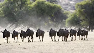 Blue Wildebeest (Connochaetes taurinus)
