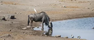 Blue Wildebeest -Connochaetes taurinus- with a Cattle Egret -Bubulcus ibis- on its back drinking at the waterhole of