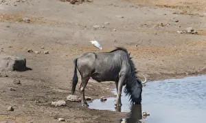 Ardeidae Prints: Blue Wildebeest -Connochaetes taurinus- with a Cattle Egret -Bubulcus ibis- on its back drinking at the waterhole of