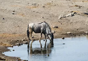 Images Dated 23rd August 2012: Blue Wildebeest -Connochaetes taurinus- drinking, Chudop water hole, Etosha National Park, Namibia