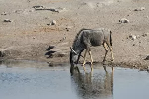 Blue Wildebeest -Connochaetes taurinus- drinking at the Chudop waterhole, Etosha National Park, Namibia