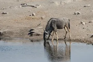 Blue Wildebeest -Connochaetes taurinus- drinking at the Chudop waterhole, Etosha National Park, Namibia