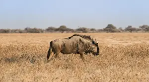 Wildebeest Prints: Blue Wildebeest -Connochaetes taurinus- in the dry grasslands
