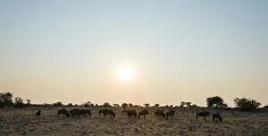 Blue Wildebeest -Connochaetes taurinus- herd in the evening light, Etosha National Park, Namibia