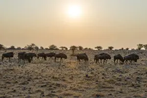 Evening Sun Prints: Blue Wildebeest -Connochaetes taurinus- herd in the evening light