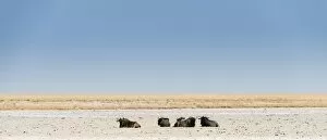 Blue Wildebeest -Connochaetes taurinus- lying in the midday heat, dried out waterhole at the edge of the Etosha Pan