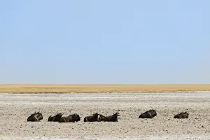 Wildebeest Prints: Blue Wildebeest -Connochaetes taurinus- lying in the midday heat