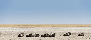 Salt Flat Prints: Blue Wildebeest -Connochaetes taurinus- lying in the midday heat