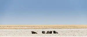 Blue Wildebeest -Connochaetes taurinus- lying in the midday heat, dried out waterhole at the edge of the Etosha Pan, Springbokfontein water hole, Etosha National Park, Namibia