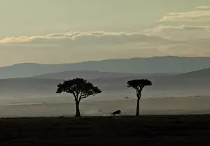Wildebeest Prints: Blue Wildebeest -Connochaetes taurinus- on the run in the early dawn