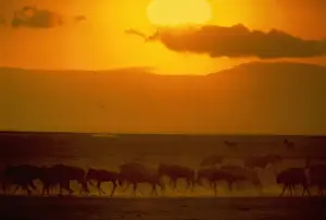 Digital Enhancement Prints: Blue wildebeest herd (Connochaetes taurinus), Tanzania (Enhancement)