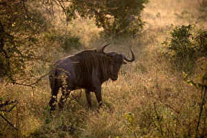 Bovidae Gallery: A Blue Wildebeest in the Morning Light, Kruger National Park, South Africa