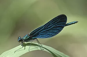 Images Dated 2nd July 2013: Blue-winged Beautiful Demoiselle -Calopteryx virgo-, Untergroningen, Abtsgmuend