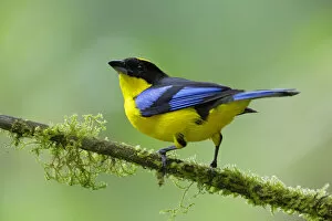 Images Dated 4th April 2017: Blue-winged Mountain-Tanager
