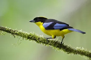 Images Dated 7th June 2017: Blue-winged Mountain-Tanager