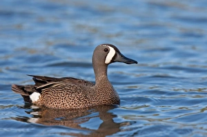 Images Dated 15th May 2010: Blue-winged Teal