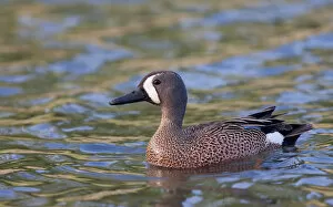 Images Dated 15th May 2010: Blue-winged Teal