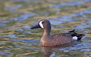 Images Dated 15th May 2010: Blue-winged Teal
