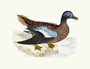 Turquoise Colored Collection: Blue-winged Teal Duck Waterfowl bird
