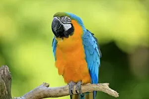 Blue and Yellow Macaw -Ara ararauna-, adult, native to South America, captive, Wachenheim, Germany
