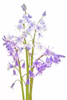 Flowers by Brian Haslam Collection: Bluebells