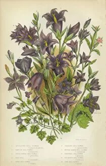 Isolated Collection: Bluebells, Bell Flower, Ivy, Creeping, Victorian Botanical Illustration