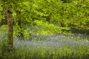 Images Dated 23rd May 2012: Bluebells -Hyacinthoides non-scripta- in flower, Cornwall, England, United Kingdom
