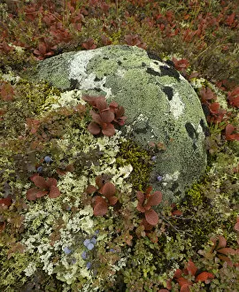 Images Dated 25th August 2009: Blueberries, lichens, tundra in fall, Alaska