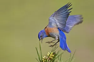 Images Dated 10th March 2012: Bluebird