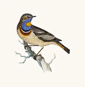 Bluebreast bird