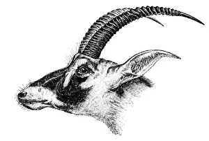 Horned Prints: Bluebuck (Hippotragus leucophaeus)