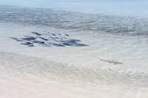 Bluefin Trevally -Caranx melampygus- chasing a Blacktip Reef Shark -Carcharhinus melanopterus-, Kurendhoo Island, Lhaviyani Atoll, Maldives