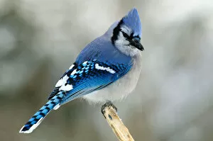 Images Dated 22nd August 2012: Bluejay perching on branch