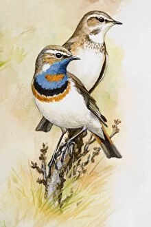 Bluethroat (Luscinia svecica), male and female, perching on a branch, looking away