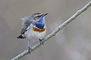 Bluethroat -Luscinia svecica- perched on a branch, Texel, West Frisian Islands, province of North Holland