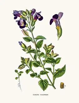 Bluewings flower